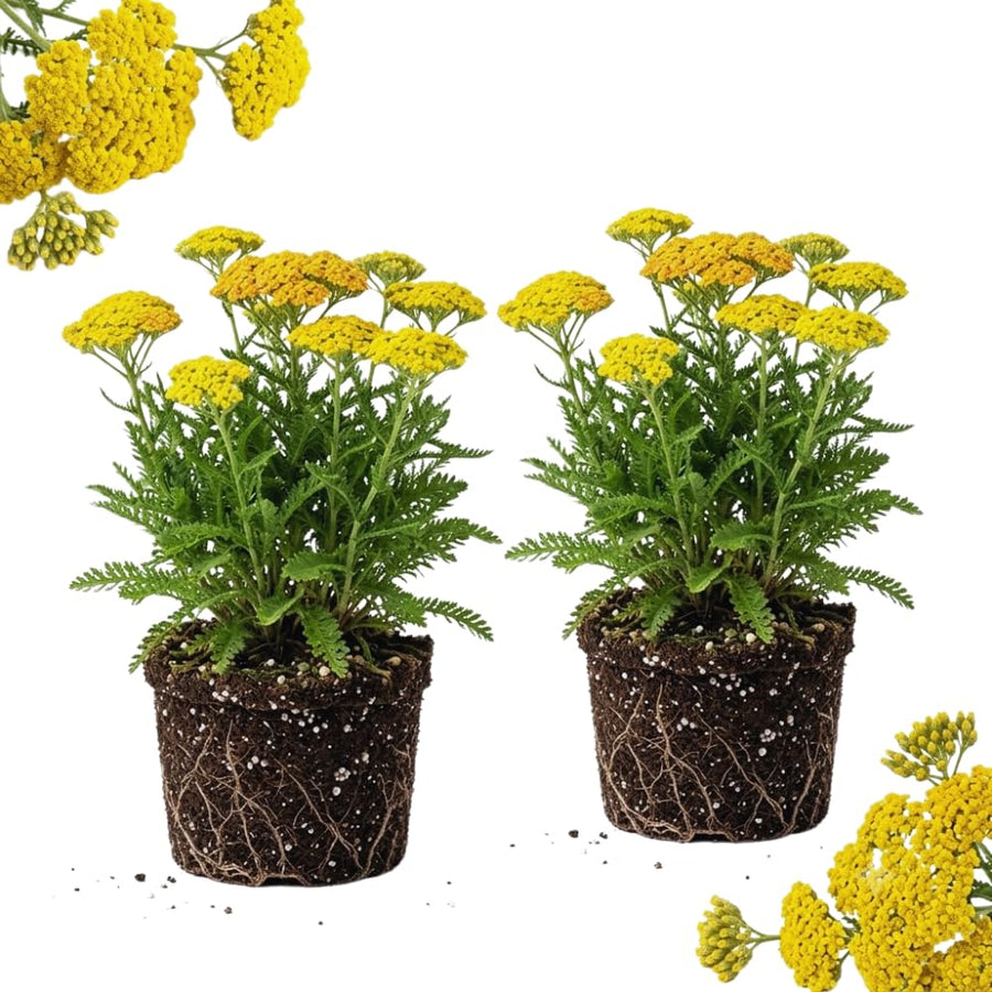 2 Yarrow Plants Live, 4 to 6 Inc Tall, Yellow Yarrow Flower Live Plant Bare Roots, Perennial Flower Gardening