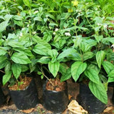 2 Red Purple Bleeding Heart Vine 5 to 9 Inch Tall, Clerodendrum Bleeding Heart Plants Live Well Rooted, Ornamental Flowers