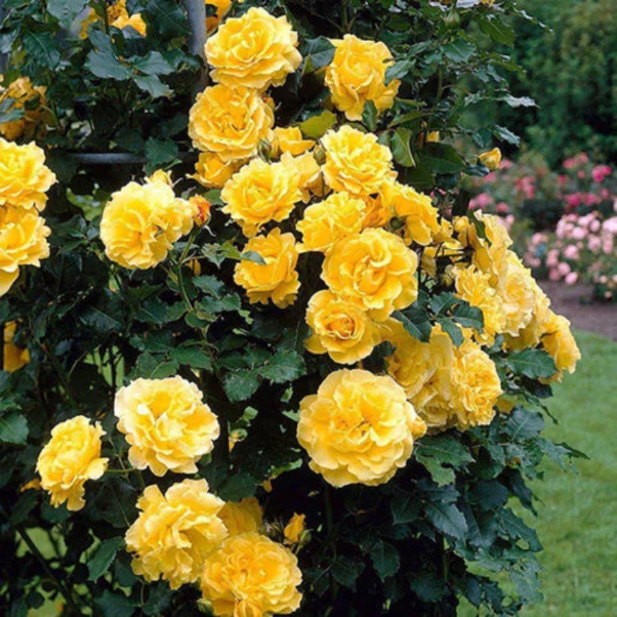 Golden Yellow Sunrosa Rose Live Plant Bare Root, Live Rose Bushes Ready to Plant Outdoor, 7-12 Inc Tall, Well Rooted, Cold Hardy