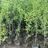 2 Acerola Barbados Cherry Trees Live Plant, 5-10 Inch Tall, Barbados Cherry Plants Live for Planting