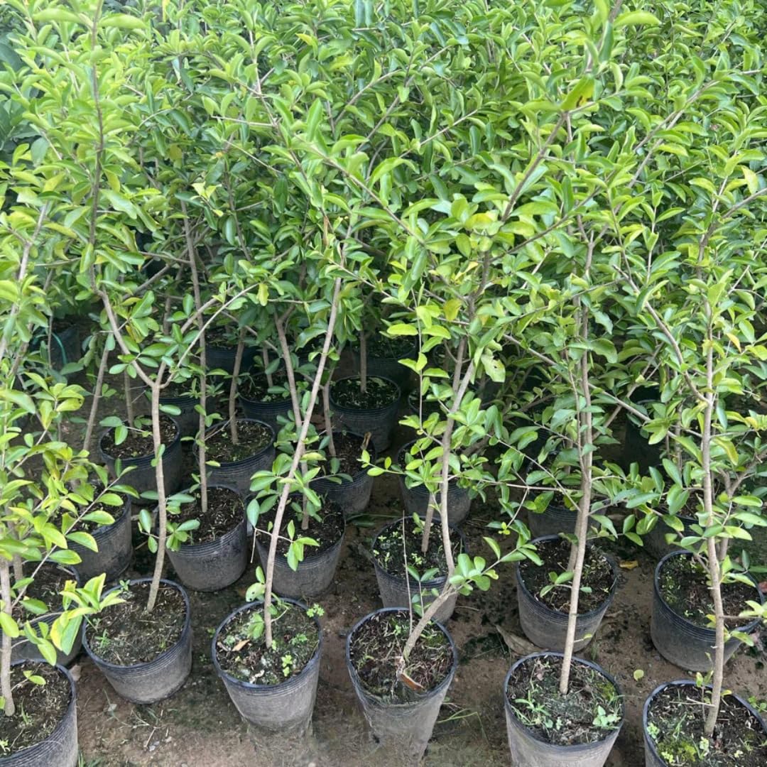 2 Acerola Barbados Cherry Trees Live Plant, 5-10 Inch Tall, Barbados Cherry Plants Live for Planting