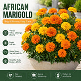 Set 2 African Marigolds Live Plants, Mix Marigold Plants Live, 5-7 Inc Tall, Colorful Blooms, Marigolds Plant for Patio and Outdoor Garden