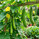 Loofah Plant Live, Luffa Plant Live, Luffa Live Plant, 4-8 Inc Tall, Well Rooted, Climbing Vegetable Vine for Outdoor Growing