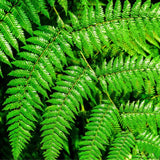 5 Hay Scented Fern Rhizomes Live Plants for Planting, Ferns Live Plants Outdoors Indoors Full Shade, Bare Roots, Fast-Growing