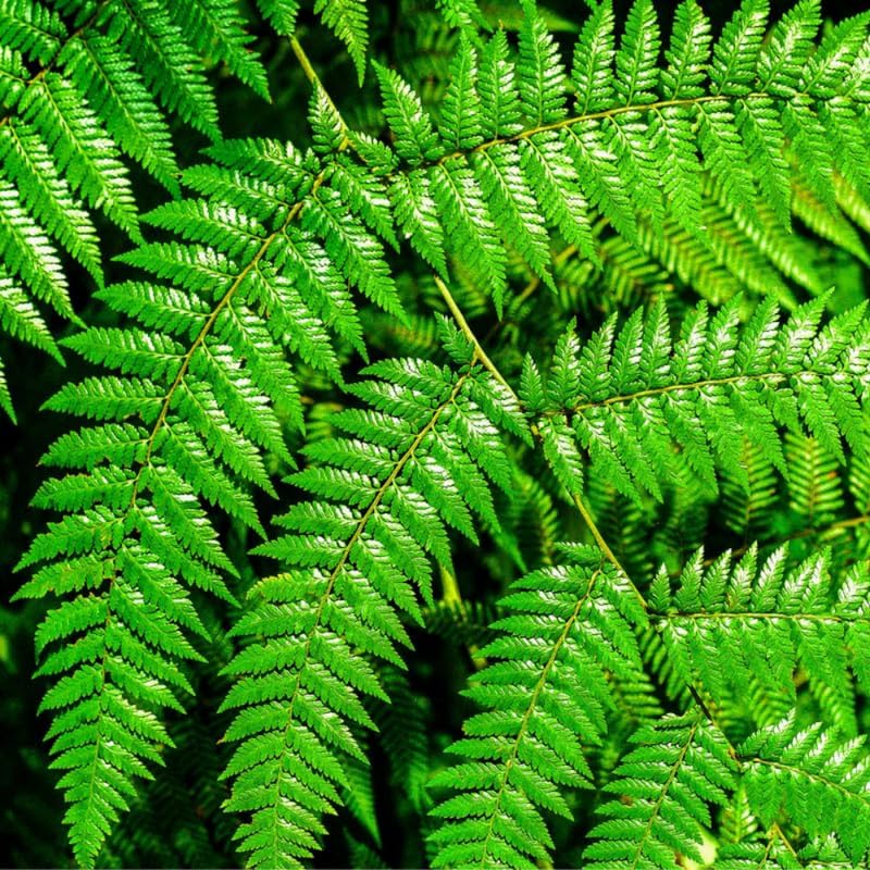 5 Hay Scented Fern Rhizomes Live Plants for Planting, Ferns Live Plants Outdoors Indoors Full Shade, Bare Roots, Fast-Growing