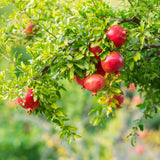 Sweet Pomegranate Tree Live Plant, Wonderful Pomegranate Tree, Zone 8 to 11, Size 10 to 12 Inch Tall, Well Rooted, Easy to Plant
