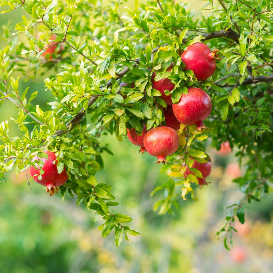 Sweet Pomegranate Tree Live Plant, Wonderful Pomegranate Tree, Zone 8 to 11, Size 10 to 12 Inch Tall, Well Rooted, Easy to Plant