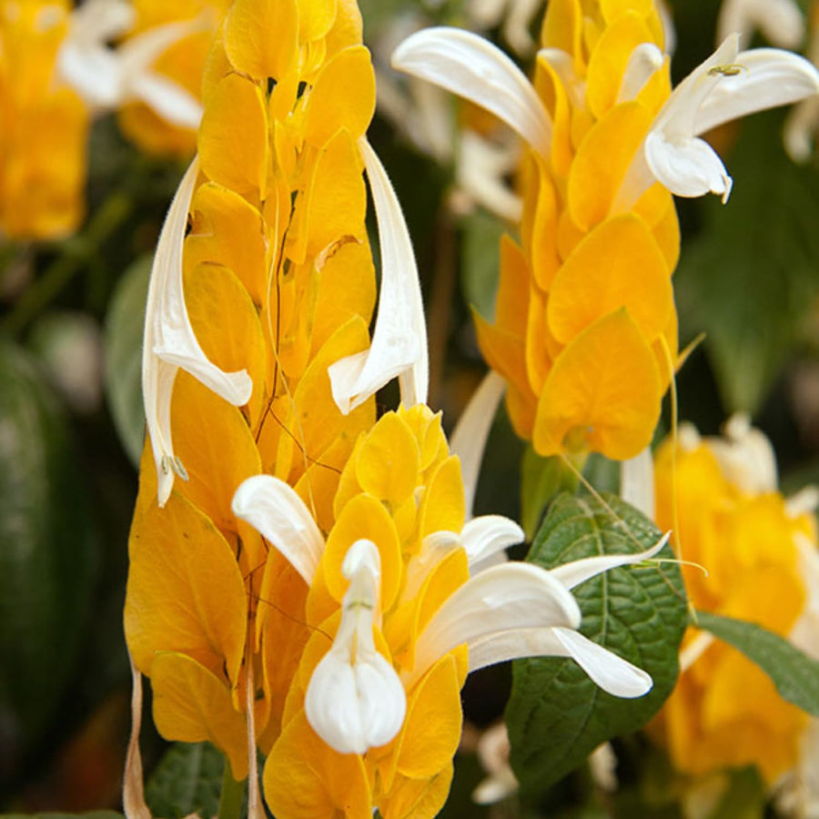 Live Yellow Shrimp Plants, 2 Plants, Shrimp Plants Live for Garden, 4 to 6 Inches