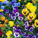 3 Assorted Pansies Plants Live Potted, Pansy Plants Live, 4 to 6 Inc Tall Flower Gardening Indoor Outdoor
