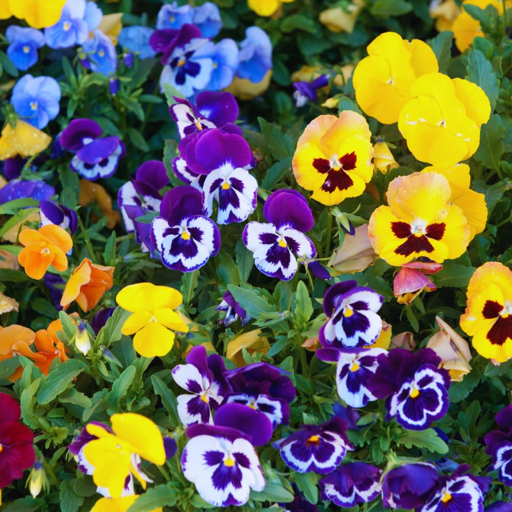 3 Assorted Pansies Plants Live Potted, Pansy Plants Live, 4 to 6 Inc Tall Flower Gardening Indoor Outdoor