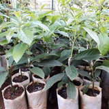 Avocado Tree Live Plant, Green Avocados Trees for Planting Outside, 14-20" in Tall, Zones 9-11, No CA