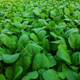 Pack 1000 Mustard Green Seeds, Mustard Greens Vegetable Seeds, Fresh Garden Seed for Planting