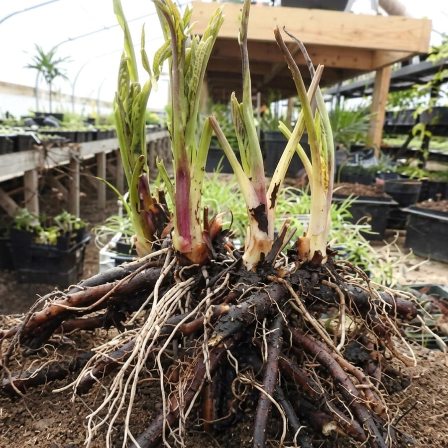 10 Live Comfrey Roots, Comfrey Rhizomes, 3-6 Inches Tall, Perennial Herb for Planting