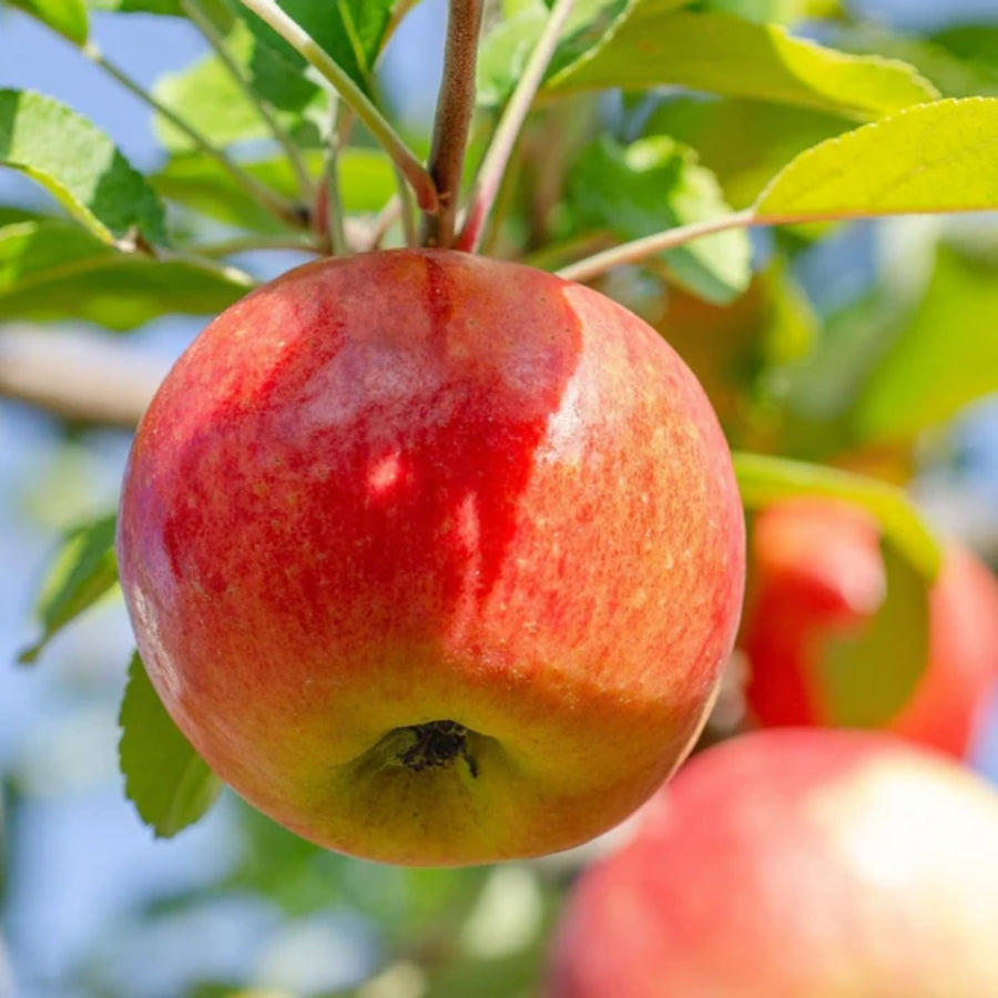 Gala Apple Tree Live Plant 2-3 Feet Tall, Apple Plant Live for Planting, Bareroot, Dormant, Live Apple Tree Plant, Sweet Apple Fruit Tree