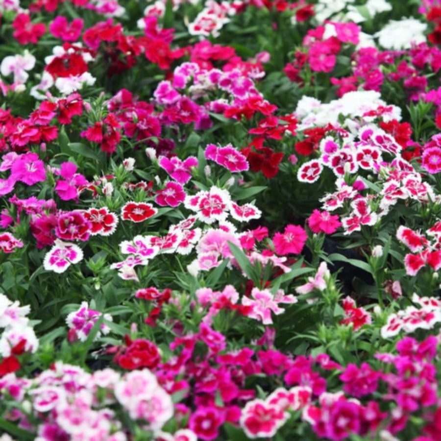 Set 8 Perennial Dianthus Mixed Plants Live, Dwarf Dianthus for Planting, No Pot