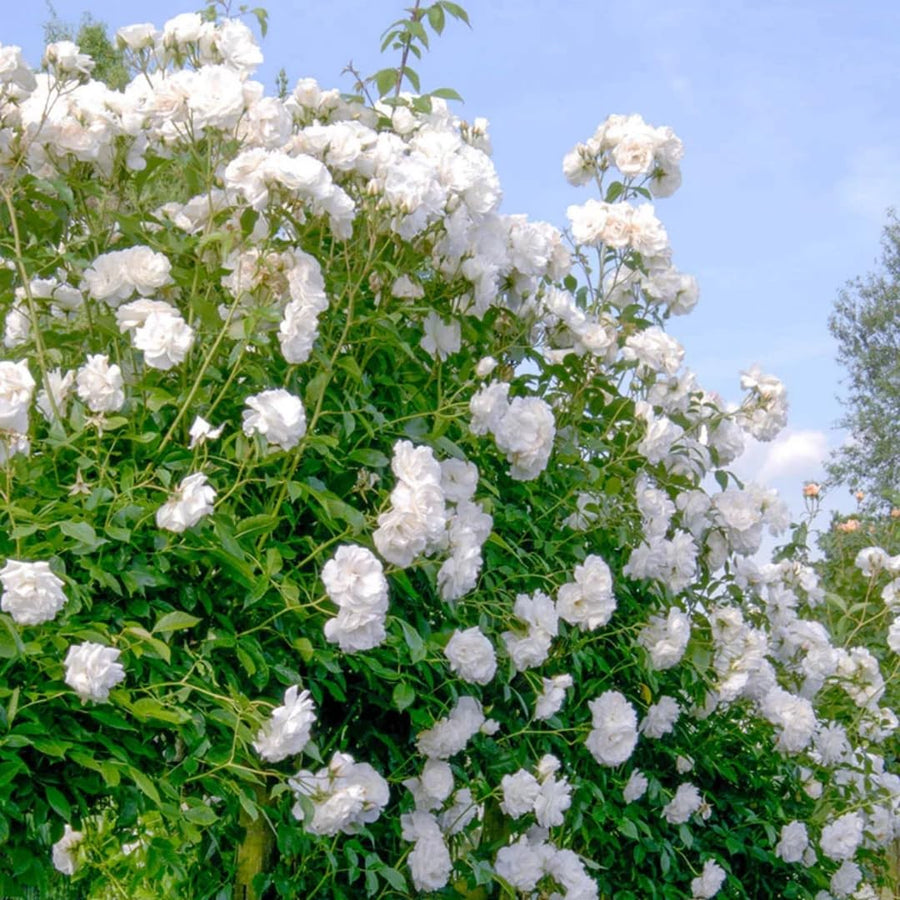 White Climbing Rose Live Plant, Stater Plant 5 to 9 Inches in Tall, No Pot, Climber