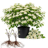 Set of 2 Viburnum Live Plant, Viburnum Shrub, White Spring Blooms, Hardy Garden Shrub, Bare Root 8 to 12 Inches Tall for Outdoor Planting