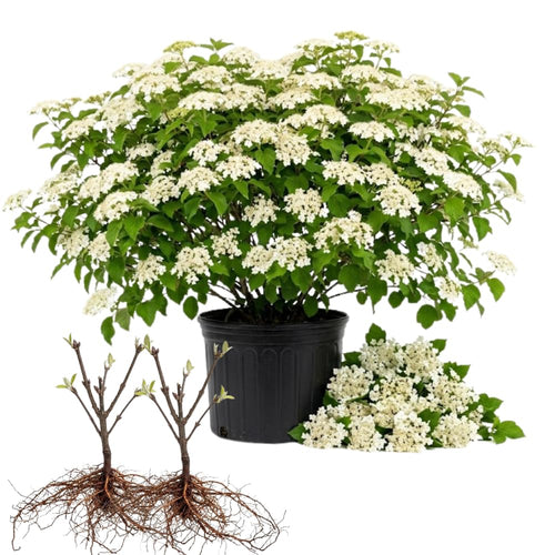 Set of 2 Viburnum Live Plant, Viburnum Shrub, White Spring Blooms, Hardy Garden Shrub, Bare Root 8 to 12 Inches Tall for Outdoor Planting