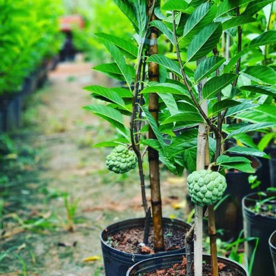 Sugar Apple Plant Live, 8 Inches Tall in 3 Inch Pot, Annona Squamosa Tropical Fruit Tree for Indoor or Outdoor Growing