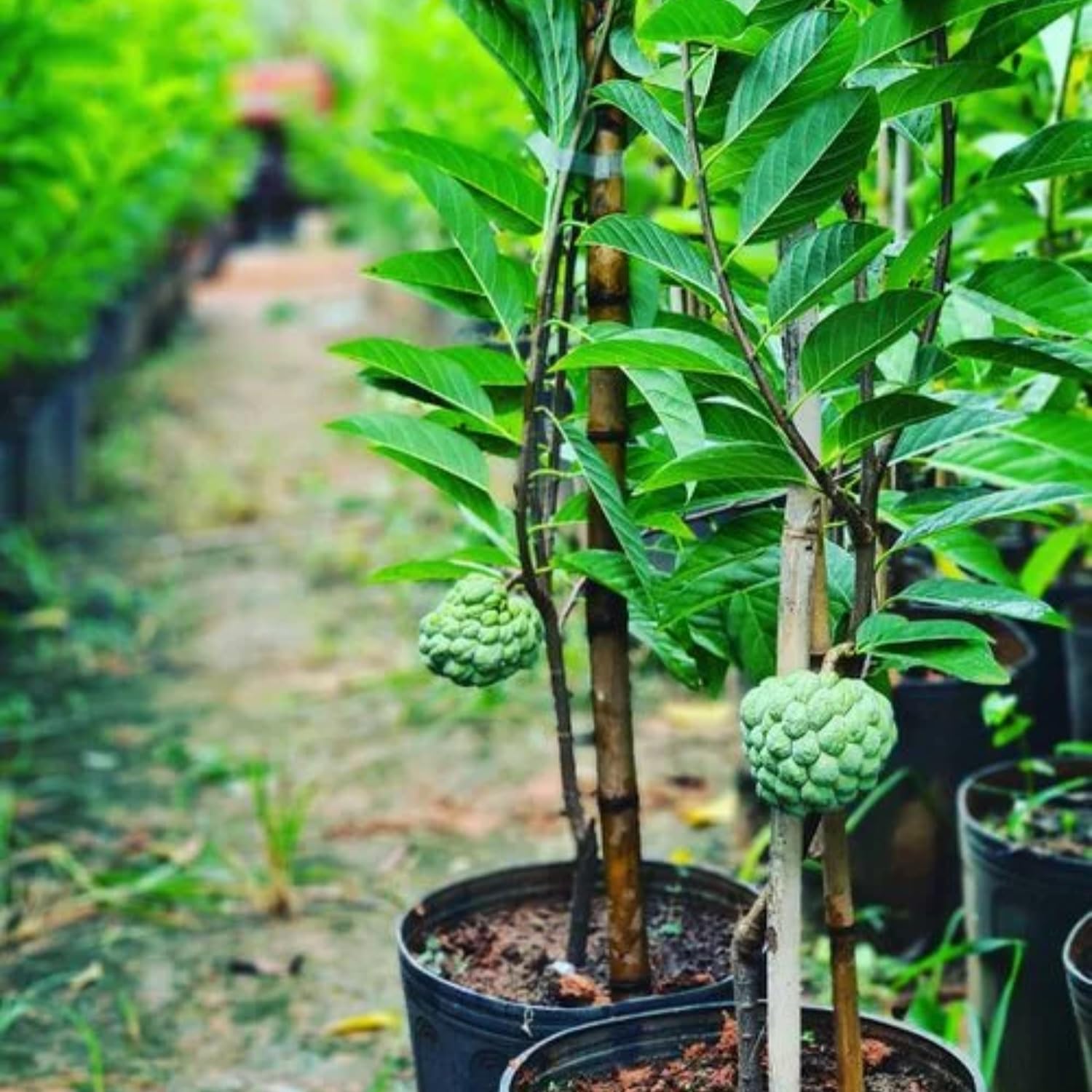 Sugar Apple Plant Live, 8 Inches Tall in 3 Inch Pot, Annona Squamosa Tropical Fruit Tree for Indoor or Outdoor Growing
