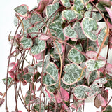 Variegated String of Hearts Live Plants, Easy Indoor Trailing Succulent in 2.5" Pot, Hanging Succulent Houseplant Indoor Outdoor Planting