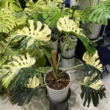 Thai Constellation Philodendron Live Plants, Philodendrons Plants Size 5-9 Inc for Indoor Houseplant Décor, Ornamental Tropical Well-Rooted