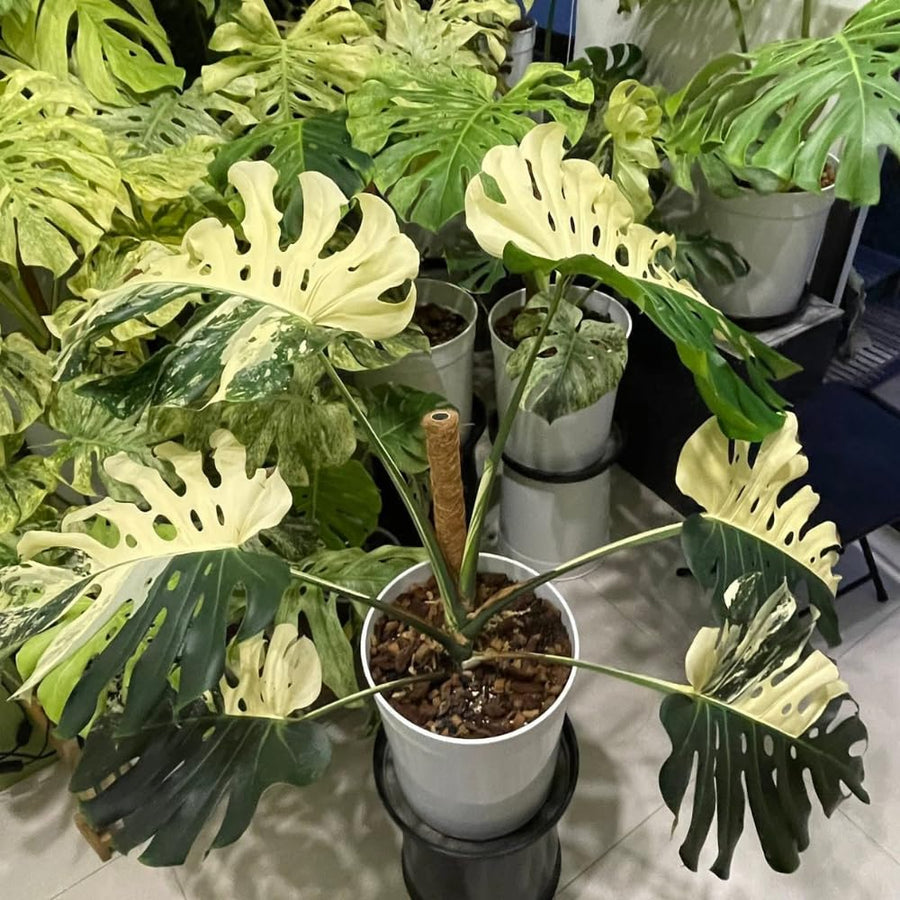 Thai Constellation Philodendron Live Plants, Philodendrons Plants Size 5-9 Inc for Indoor Houseplant Décor, Ornamental Tropical Well-Rooted