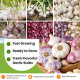 4 Mix Garlic Bulbs for Planting, Assorted Heirloom Garlic Seed Bulbs, Hardneck and Softneck Varieties, High Yield Garlic for Fall, Spring Planting