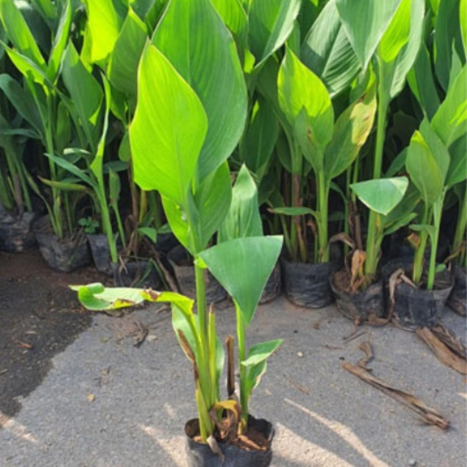 2 Thai Ginger Plants Live in Pot, Galangal Ginger for Herb Outdoor Growing, Starter Size, Fast-Growing