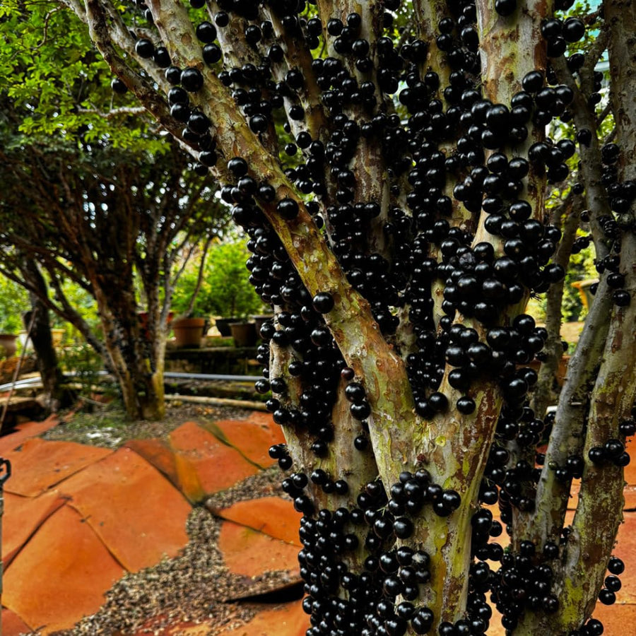 Jaboticaba Tree Plant Live, Black Jaboticaba Fruit Tree, 3 Feet Tall, Well-Rooted for Outdoor Growing