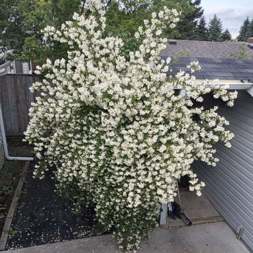 White Mock Orange Trees Live Plants Bush Climbing, Fragrant Philadelphus in Half Gallon Pot, 6 to 12 Inc Tall, No CA