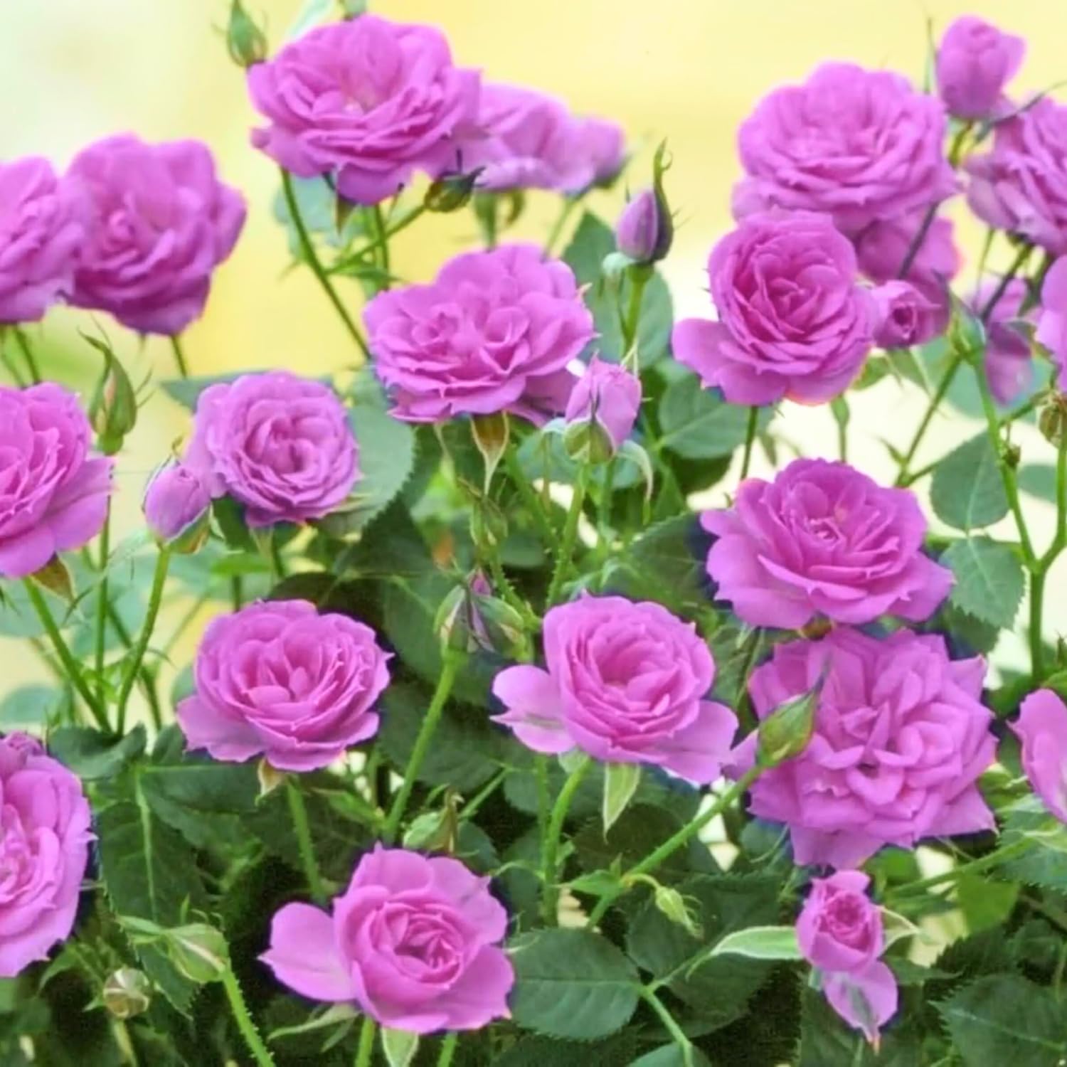 Purple Mini Rose Plant Live, Miniature Rose Bush in 3" Pot, Indoor Outdoor Flowering Plant, Compact Live Rose for Gifts and Gardens
