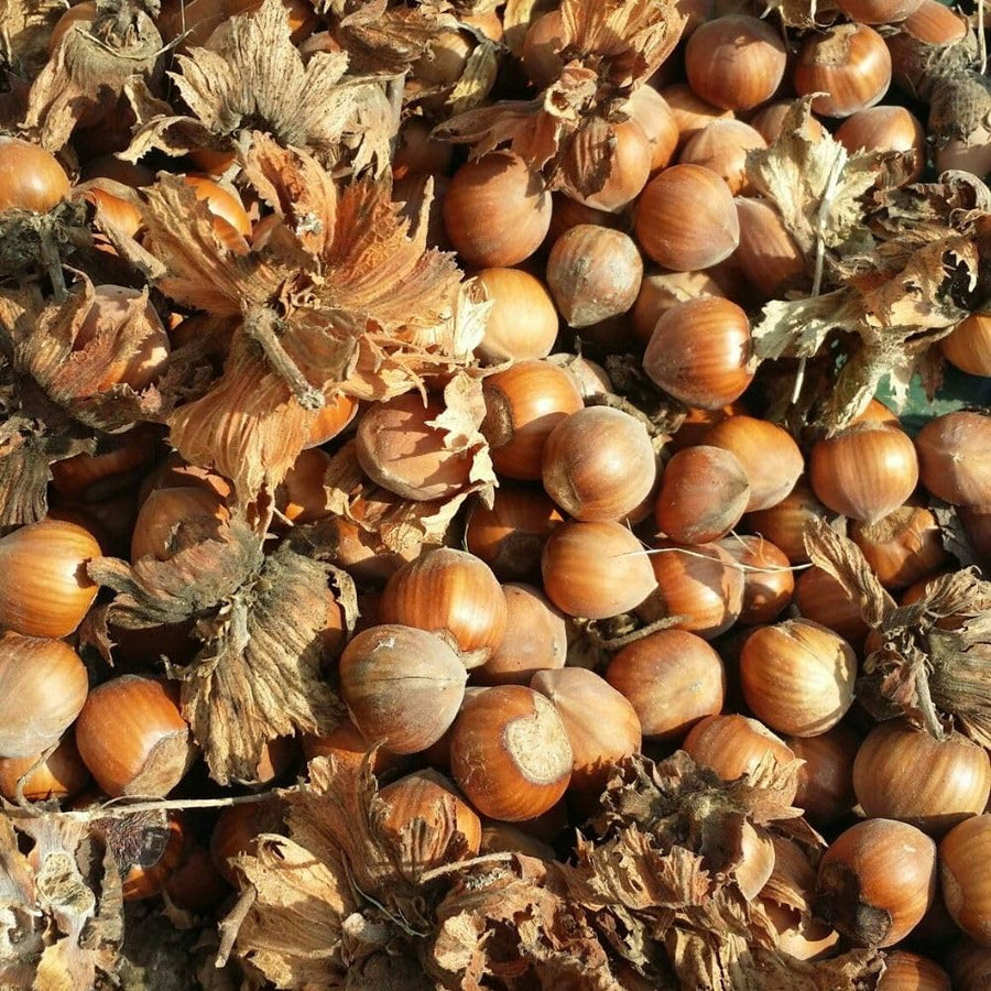 Set 2 Hazelnut Plant Live Shrub 6-10 Inches Tall, Hazelnut Tree in Quart Pot, Fast Growing Nut Tree for Outdoor Garden and Yard, Dormant in Winter