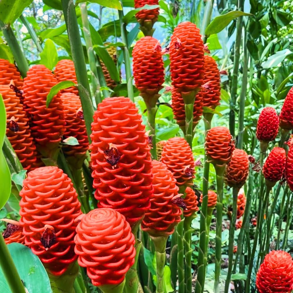 Shampoo Ginger Plant Live, Awapuhi Ginger Rhizome, 3-5 Inch Tall, Well Rooted Tropical Live Plant for Outdoor Garden, No Pot