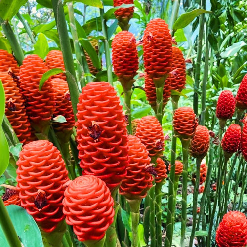 Shampoo Ginger Plant Live, Awapuhi Ginger Rhizome, 3-5 Inch Tall, Well Rooted Tropical Live Plant for Outdoor Garden, No Pot