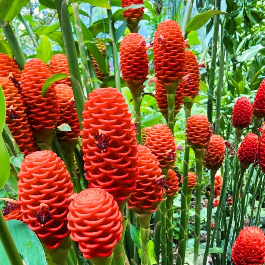 Shampoo Ginger Plant Live, Awapuhi Ginger Rhizome, 3-5 Inch Tall, Well Rooted Tropical Live Plant for Outdoor Garden, No Pot