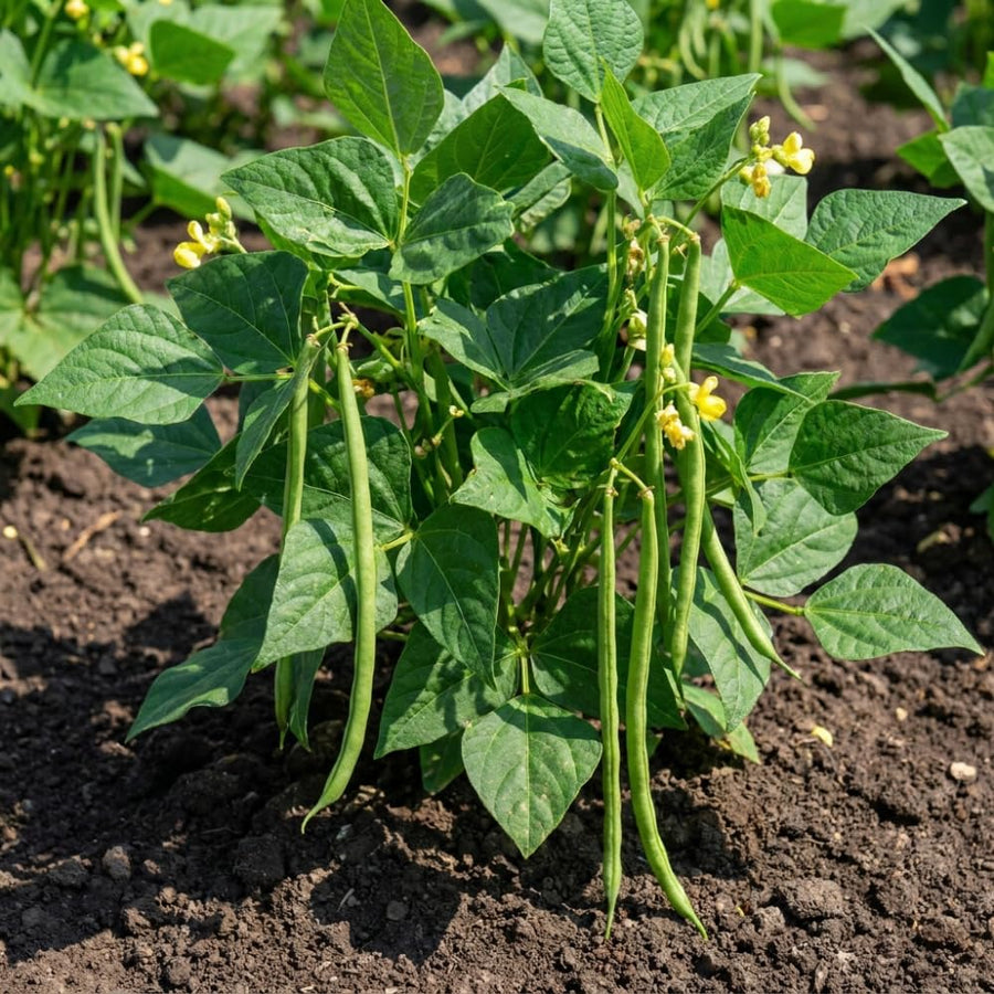 Set of 25 Long Green Bush Bean Seeds for Planting, Bush Bean Seeds, Green Beans, Heirloom Vegetable for Outdoor Planting