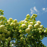 2 Snowball Bush Live Plant in Pot, Snowball Viburnum Tree 4-6 Inches Tall, Flowering Viburnum Shrub for Outdoor Gardens and Walkways