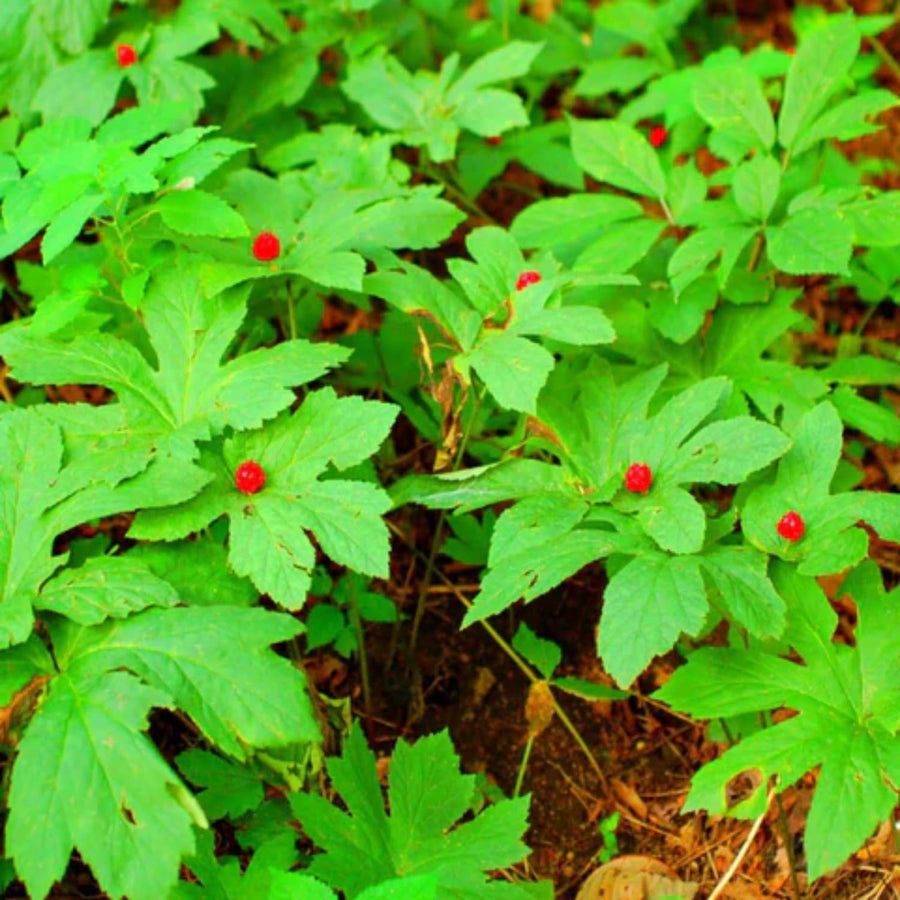 Pack 10 Goldenseal Roots, Golden Seal Live Plants for Outdoor Growing