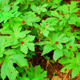 Set of 5 Goldenseal Roots Live Plants, Bare Root Golden Seal for Outdoor Growing