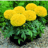 Live Marigold Plants for Outside, Yellow Marigold Live Plants Pot 4'' Perennial Blooming Flower, Zone 2 to 11