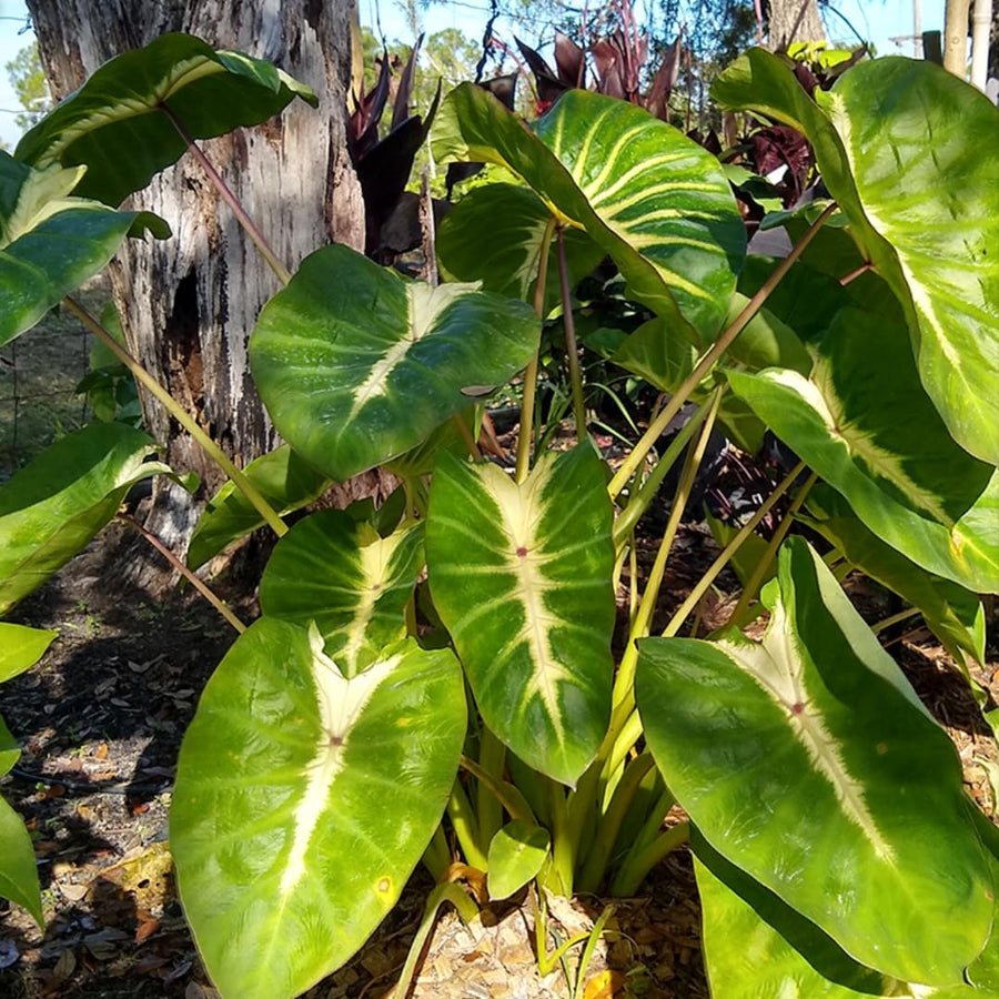 3 Colocasia Plants Live, Elephant Ear Caladium Esculenta Plants, 5 to 8 Inc Tall (Sunrise)