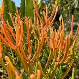 Medium Euphorbia Pencil Cutting Live, Cactus Succulent Cutting Plant Live, Indoor Outdoor Landscape