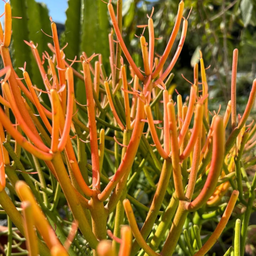 Medium Euphorbia Pencil Cutting Live, Cactus Succulent Cutting Plant Live, Indoor Outdoor Landscape