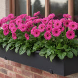 Sets 4 Pink Gerbera Daisy Live Plants, Ready to Bloom in Spring, Flower Winter Hardy Outdoor Planting