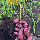 Red Potato Seeds for Planting, Seed Potatoes for Planting, 2 Pounds, Heirloom, Vegetable Plants Growing Easy to Plant, Potato Tuber Bulbs