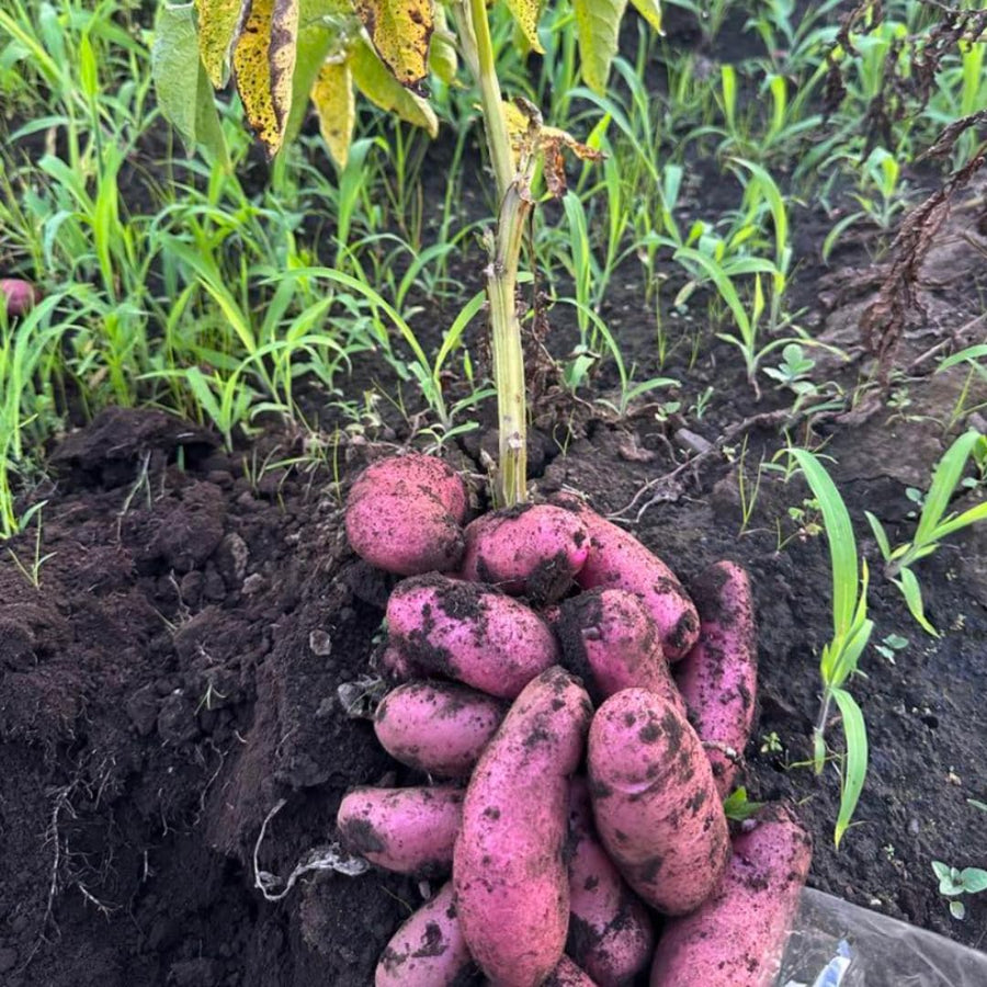 Red Potato Seeds for Planting, Seed Potatoes for Planting, 2 Pounds, Heirloom, Vegetable Plants Growing Easy to Plant, Potato Tuber Bulbs