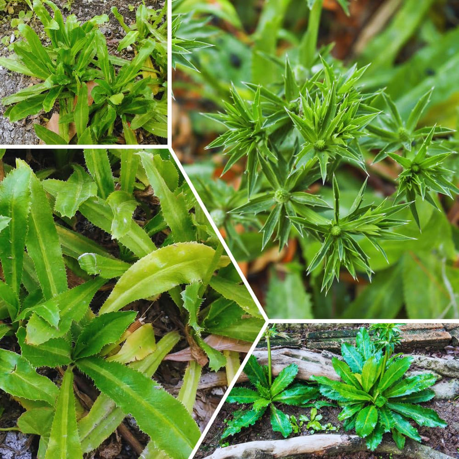 2 Culantro Plants Live, Culantro Live Plant, 5 to 7 Inches Tall, Vegetable Herb Plant for Growing