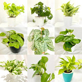 3 Mixed Pothos Live Plants in 4 Inch Pot, 3-6" Live Pothos Plant, Assorted Vine Houseplant for Hanging Basket, Garden Pots