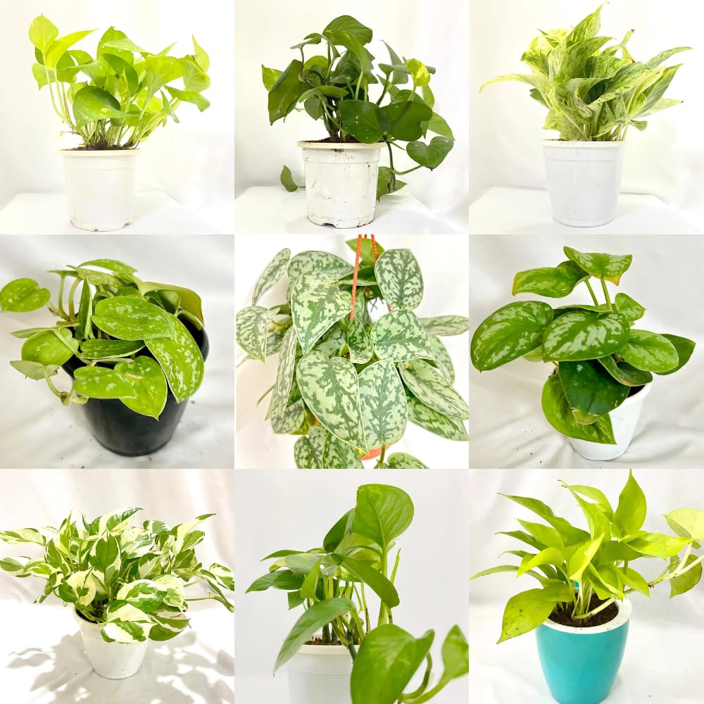 3 Mixed Pothos Live Plants in 4 Inch Pot, 3-6" Live Pothos Plant, Assorted Vine Houseplant for Hanging Basket, Garden Pots